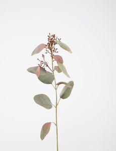 Colours & Green Eucalyptus Seed Spray 89cm