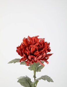Colours & Green Spider Mum Stem 61cm
