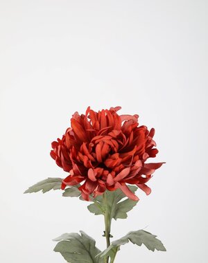 Colours & Green Spider Mum Stem 61cm