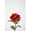 Colours & Green Spider Mum Stem 61cm