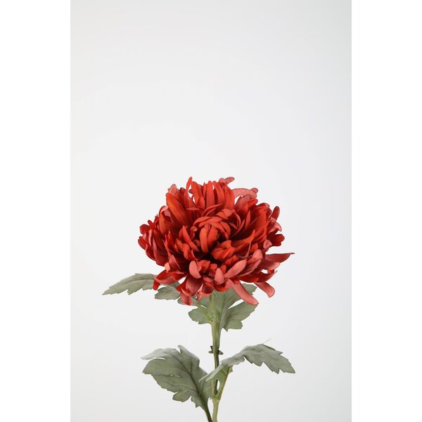 Colours & Green Spider Mum Stem 61cm