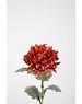 Colours & Green Spider Mum Stem 61cm