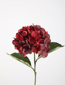 Colours & Green Hydrangea Stem 70cm