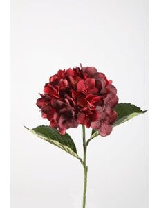 Colours & Green Hydrangea Stem 70cm