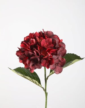 Colours & Green Hydrangea Stem 70cm