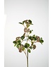 Colours & Green Weeping Berries Stem 85cm