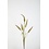 Colours & Green Cattail x5 Leaves 85cm