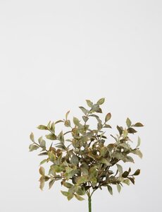 Colours & Green Saussurea Lappa Bush w/29lvs 30cm