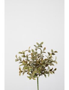 Colours & Green Saussurea Lappa Bush w/29lvs 30cm