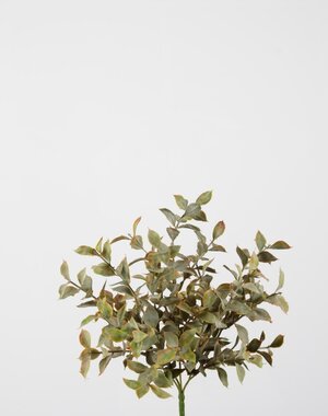 Colours & Green Saussurea Lappa Bush w/29lvs 30cm