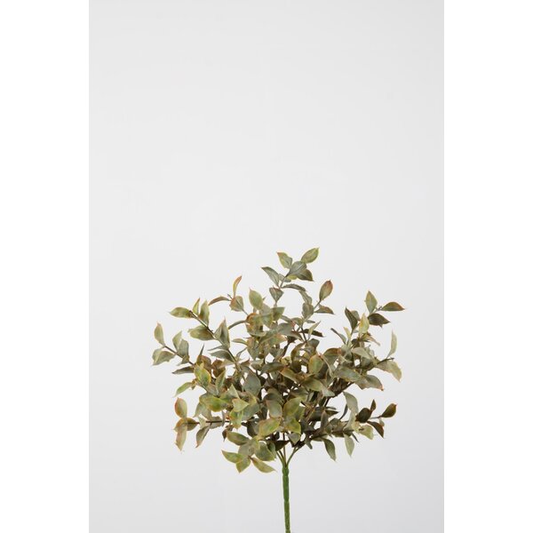 Colours & Green Saussurea Lappa Bush w/29lvs 30cm