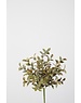 Colours & Green Saussurea Lappa Bush w/29lvs 30cm