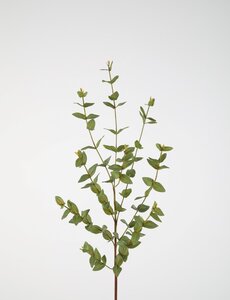 Colours & Green Eucalyptus Parvifolia 97cm