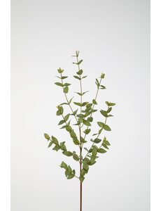 Colours & Green Eucalyptus Parvifolia 97cm