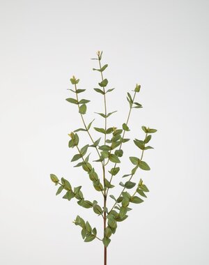 Colours & Green Eucalyptus Parvifolia 97cm