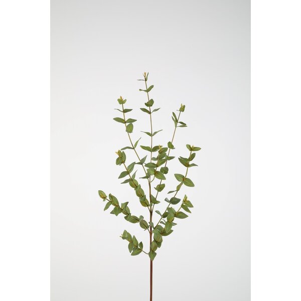 Colours & Green Eucalyptus Parvifolia 97cm