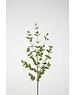 Colours & Green Eucalyptus Parvifolia 97cm