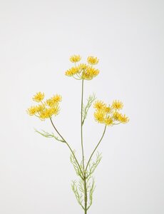Colours & Green Queen Anne's Lace 84cm