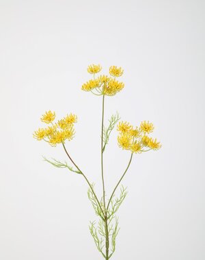 Colours & Green Queen Anne's Lace 84cm