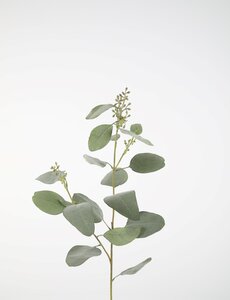 Colours & Green Eucalyptus Seed Spray 92cm