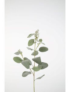 Colours & Green Eucalyptus Seed Spray 92cm