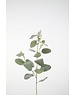Colours & Green Eucalyptus Seed Spray 92cm