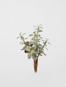 Colours & Green Money Plant x80lvs 23cm