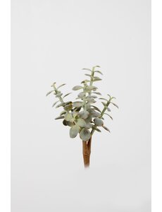 Colours & Green Money Plant x80lvs 23cm