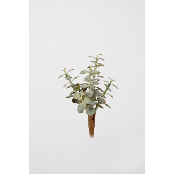 Colours & Green Money Plant x80lvs 23cm