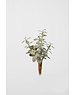 Colours & Green Money Plant x80lvs 23cm