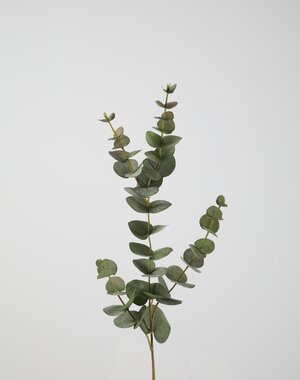 Colours & Green Eucalyptus Spray 81cm