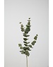 Colours & Green Eucalyptus Spray 81cm