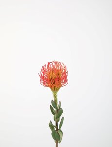 Colours & Green Protea Pincushion 64cm