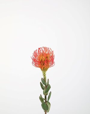 Colours & Green Protea Pincushion 64cm