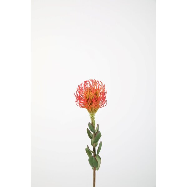 Colours & Green Protea Pincushion 64cm