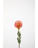 Colours & Green Protea Pincushion 64cm