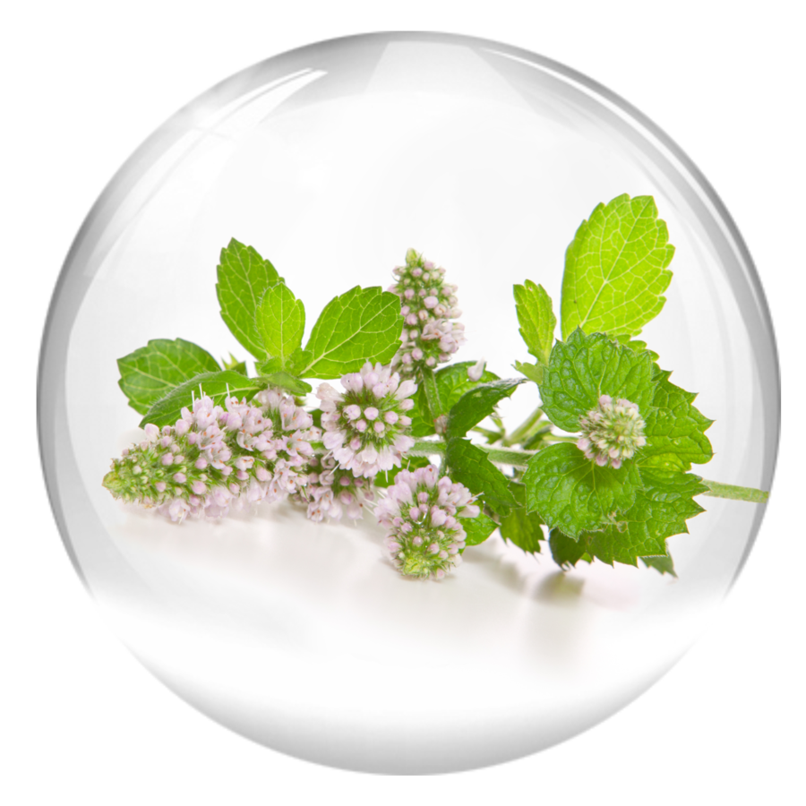 Vitality Vital B. Fluid 15ml