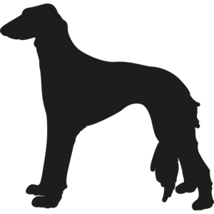 Saluki