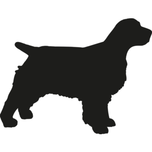 Cocker spaniël