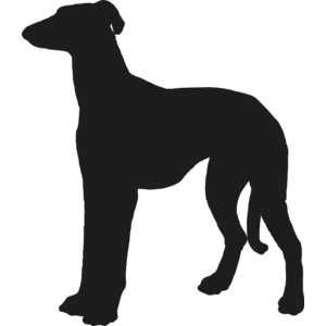 Greyhound