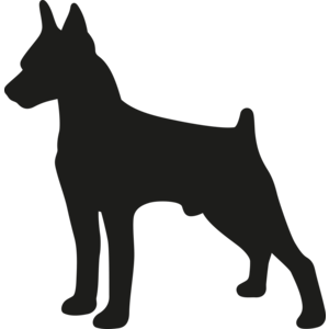 Doberman pinscher