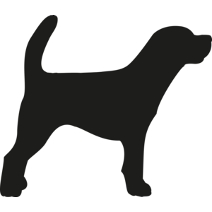 Jack Russel Terrier