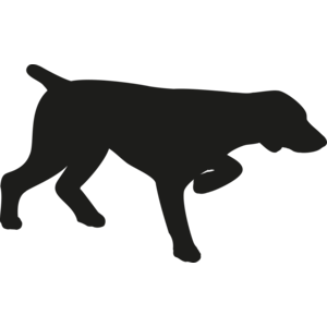 Engelse Pointer