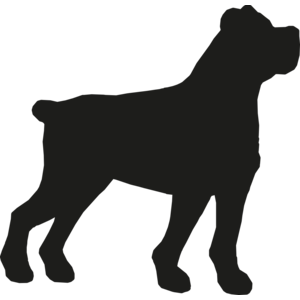 Cane Corso