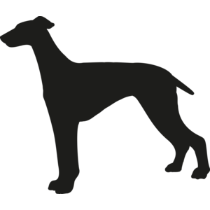 Italiaanse windhond