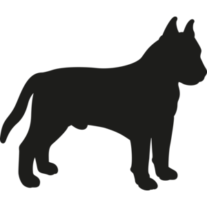 American Staffordshire Terrier