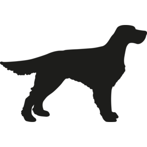 Gordon Setter