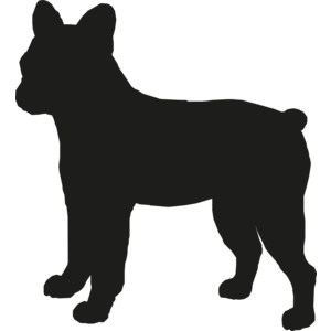 Franse Bulldog