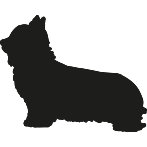 West Highland White Terrier