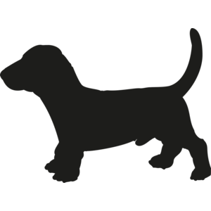 Basset Hound